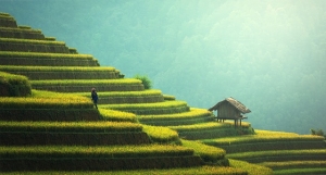 Thailand terraced farm