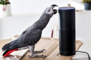 Parrot purchases online