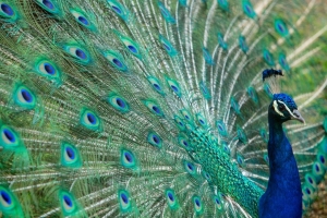 Peacock